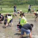 田植え体験