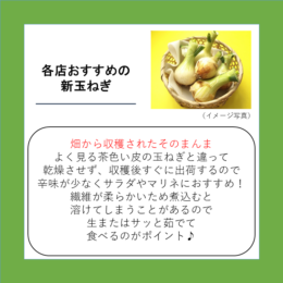 各店おすすめの新玉ねぎ